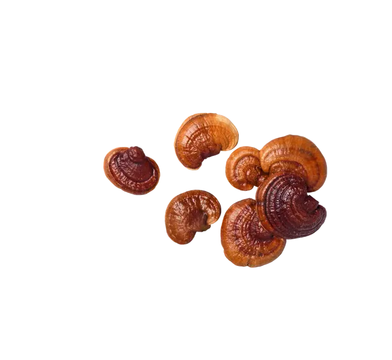 Kaapa Organic Mushrooms Reishi 30 ml